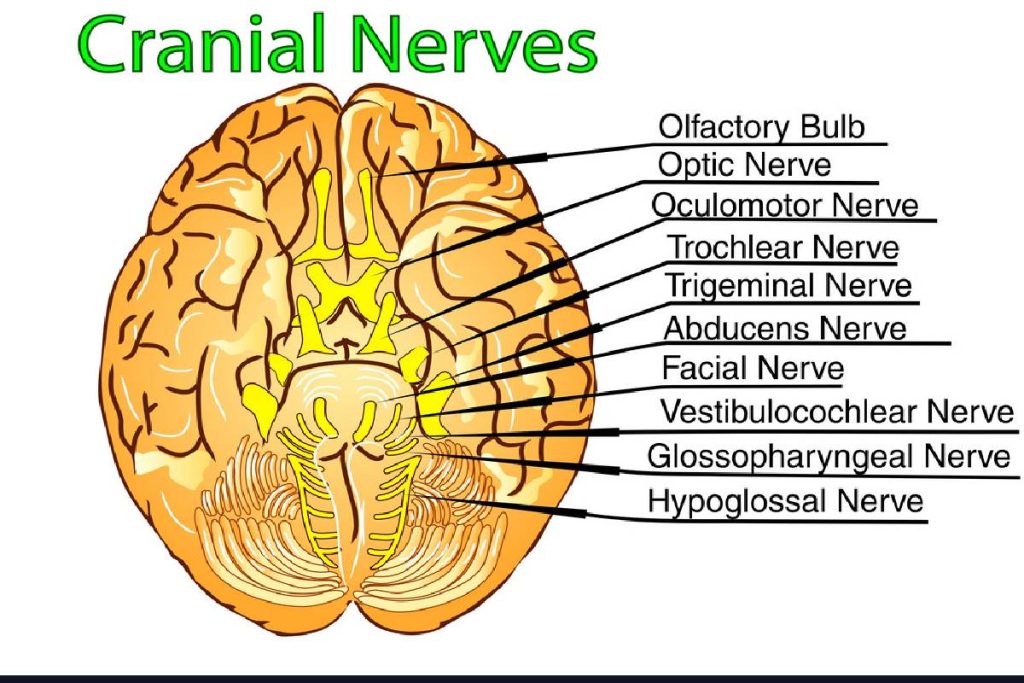 what-is-cranial-nerves-definition-functional-aspect-characteristics