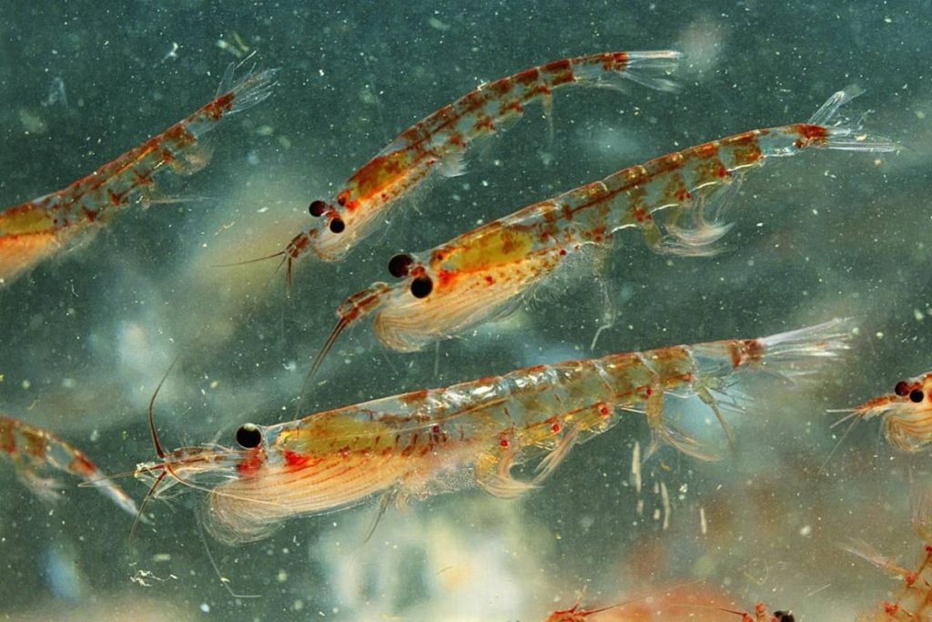 What are the Krill Oils? Definition, 4 Types of Krill Oils, and More