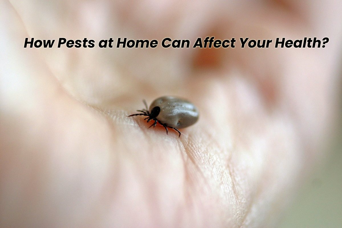 How Pests At Home Can Affect Your Health Health And Beauty